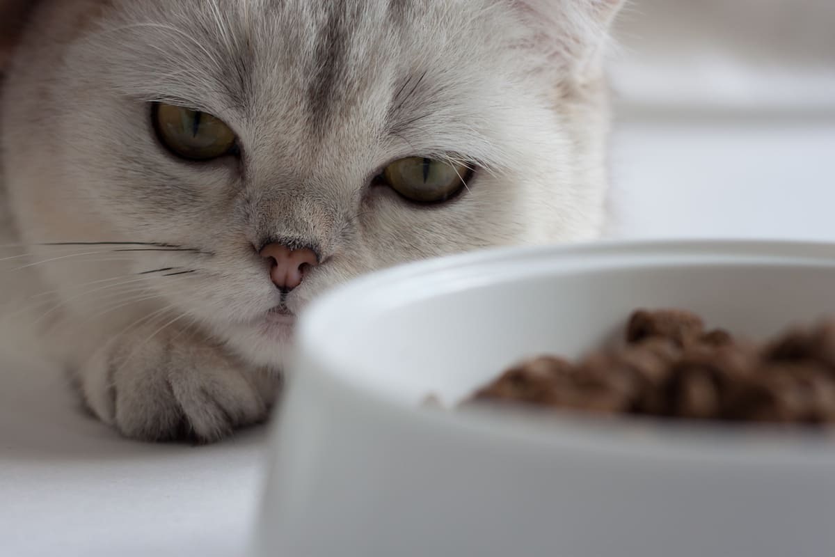 mama kabına bakan Scottish Fold