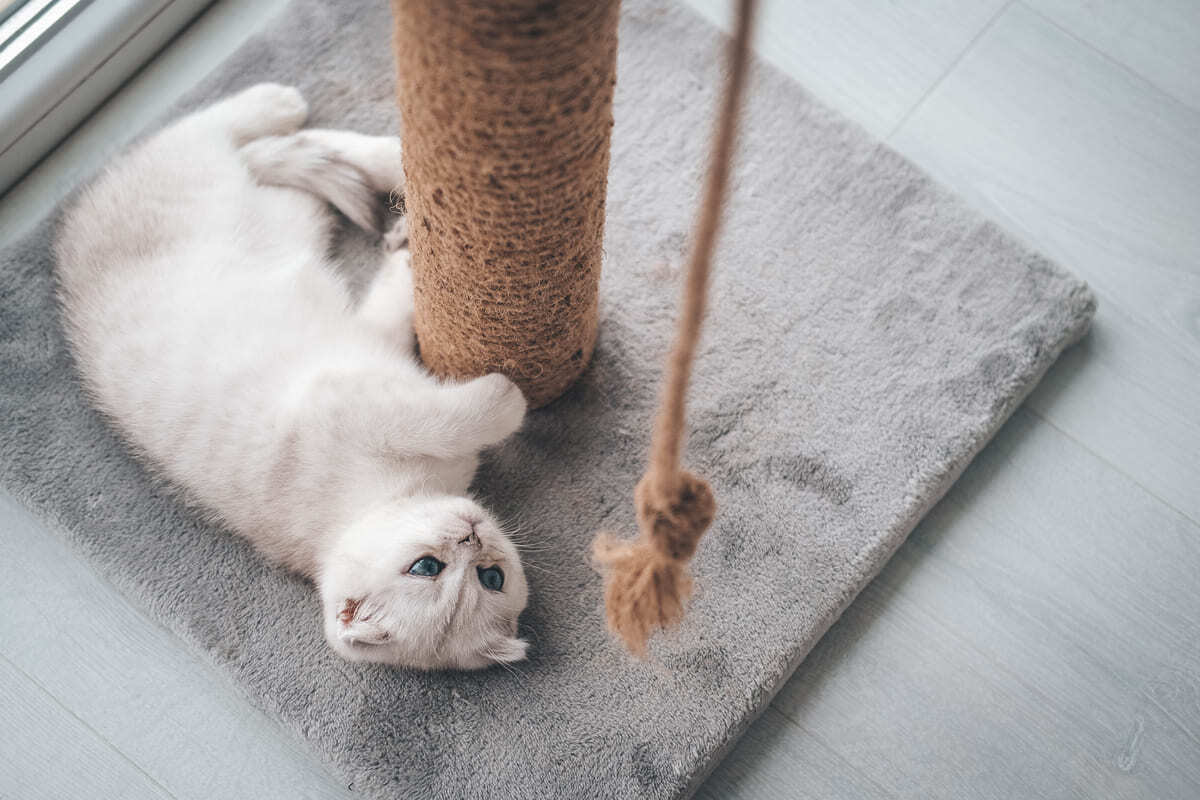 tırmalama tahtasıyla oynayan yetişkin Scottish Fold