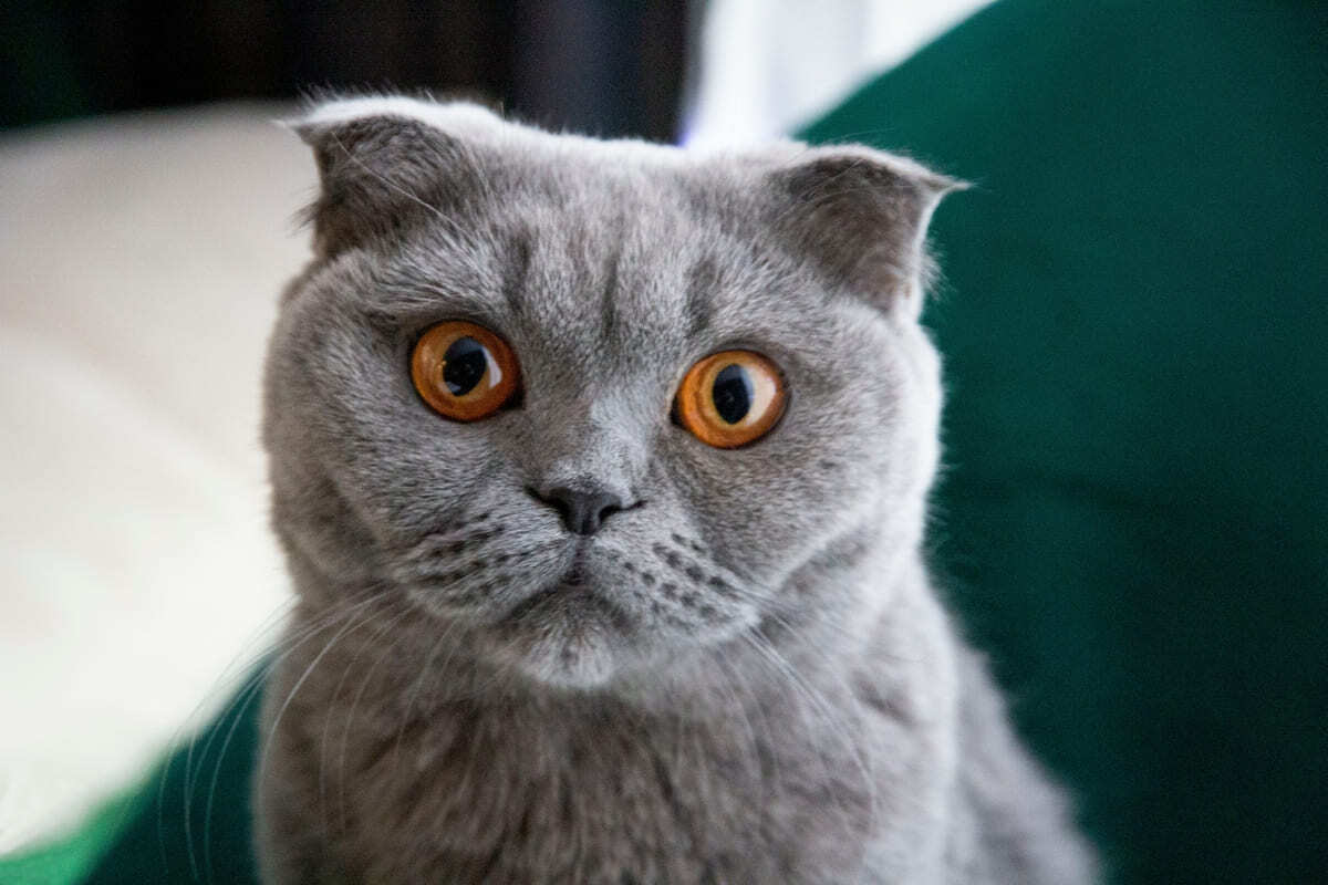 kehribar rengi gözlere sahip Scottish fold kedisi