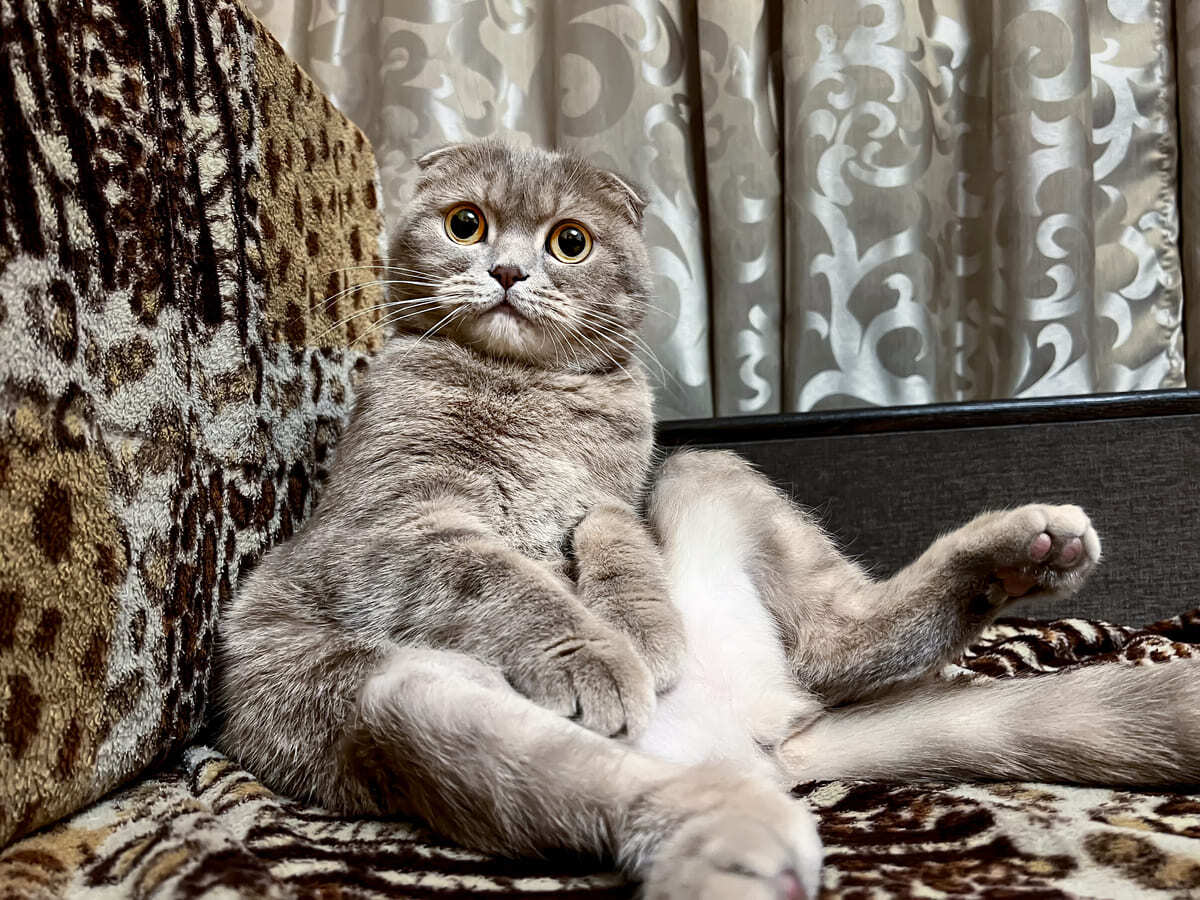 koltukta oturan Scottish fold kedi
