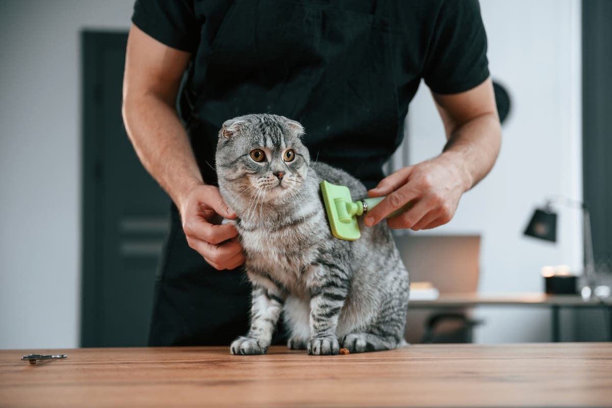 tüyleri taranan scottish Fold