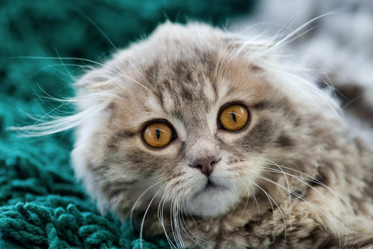 yavru scottish fold kedisi