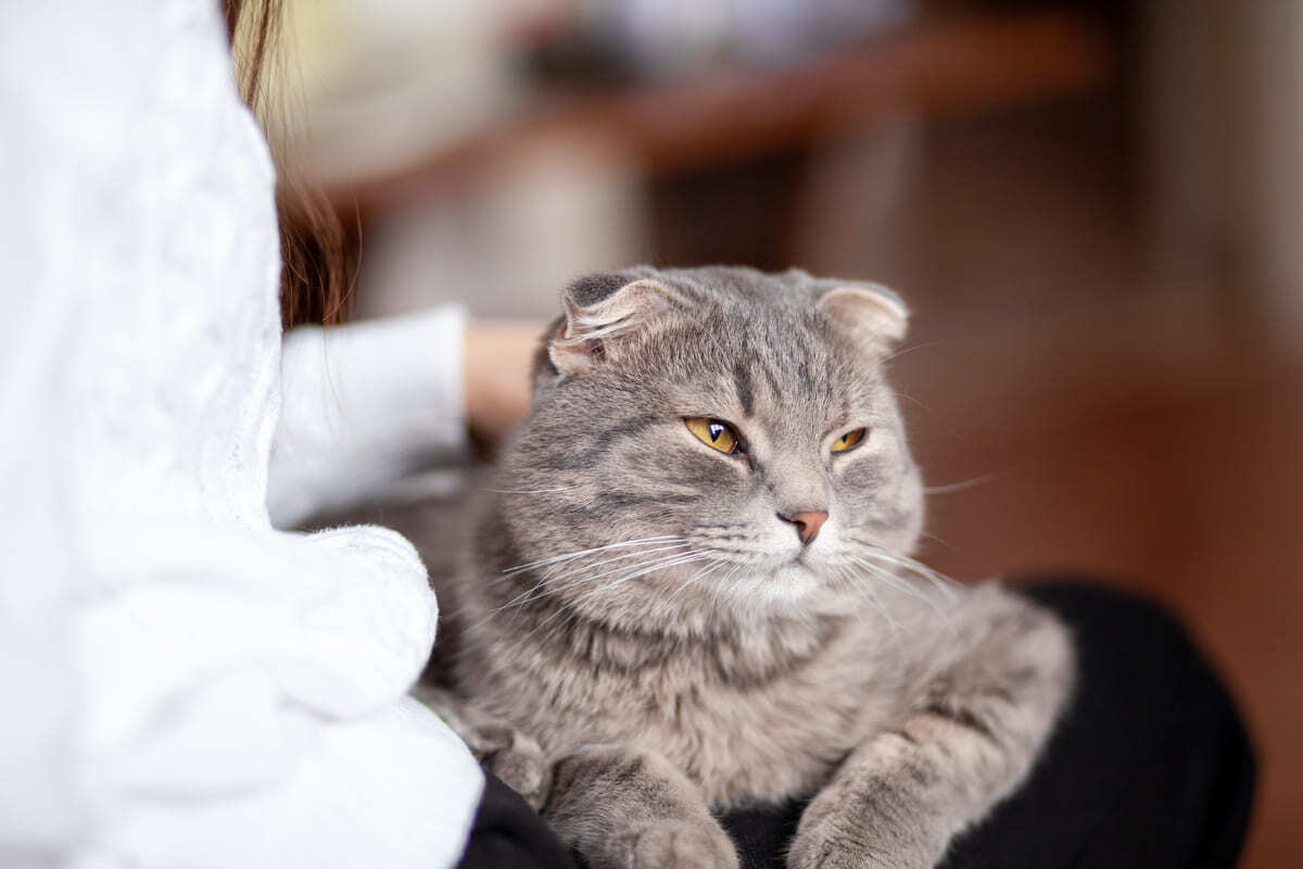sahibinin kucağında oturan Scottish Fold kedisi