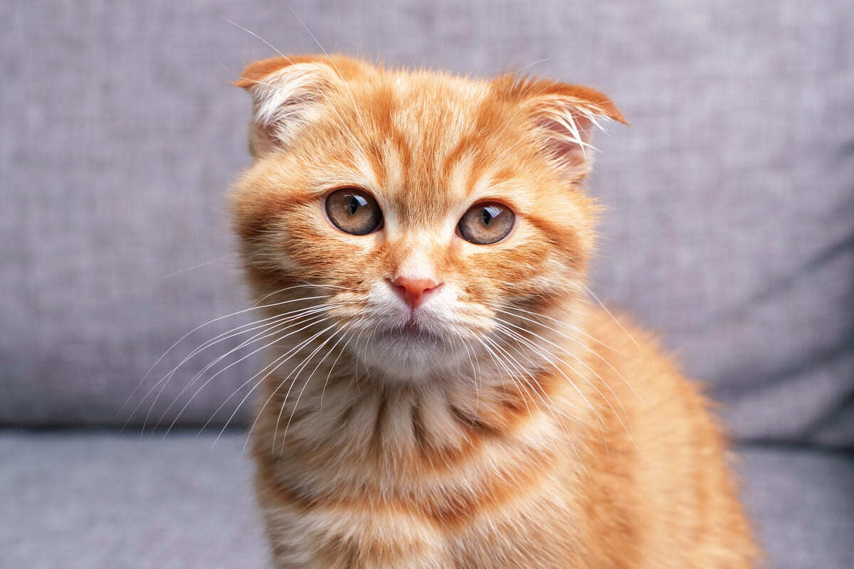 sarı tüylü Scottish fold
