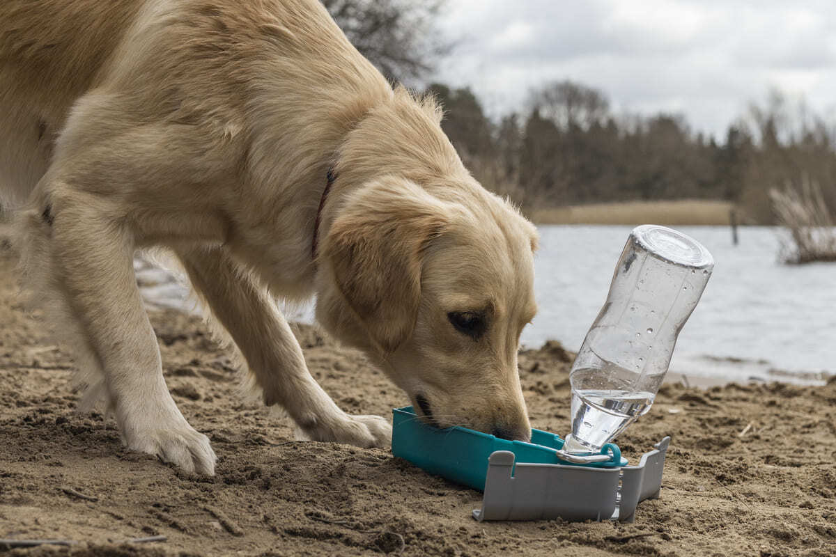 köpek seyahat çantası kontrol listesi