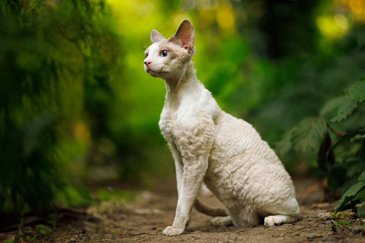 Doğada oturan zarif beyaz Cornish Rex kedisi – kilo kaybı hakkında sık sorulan sorular