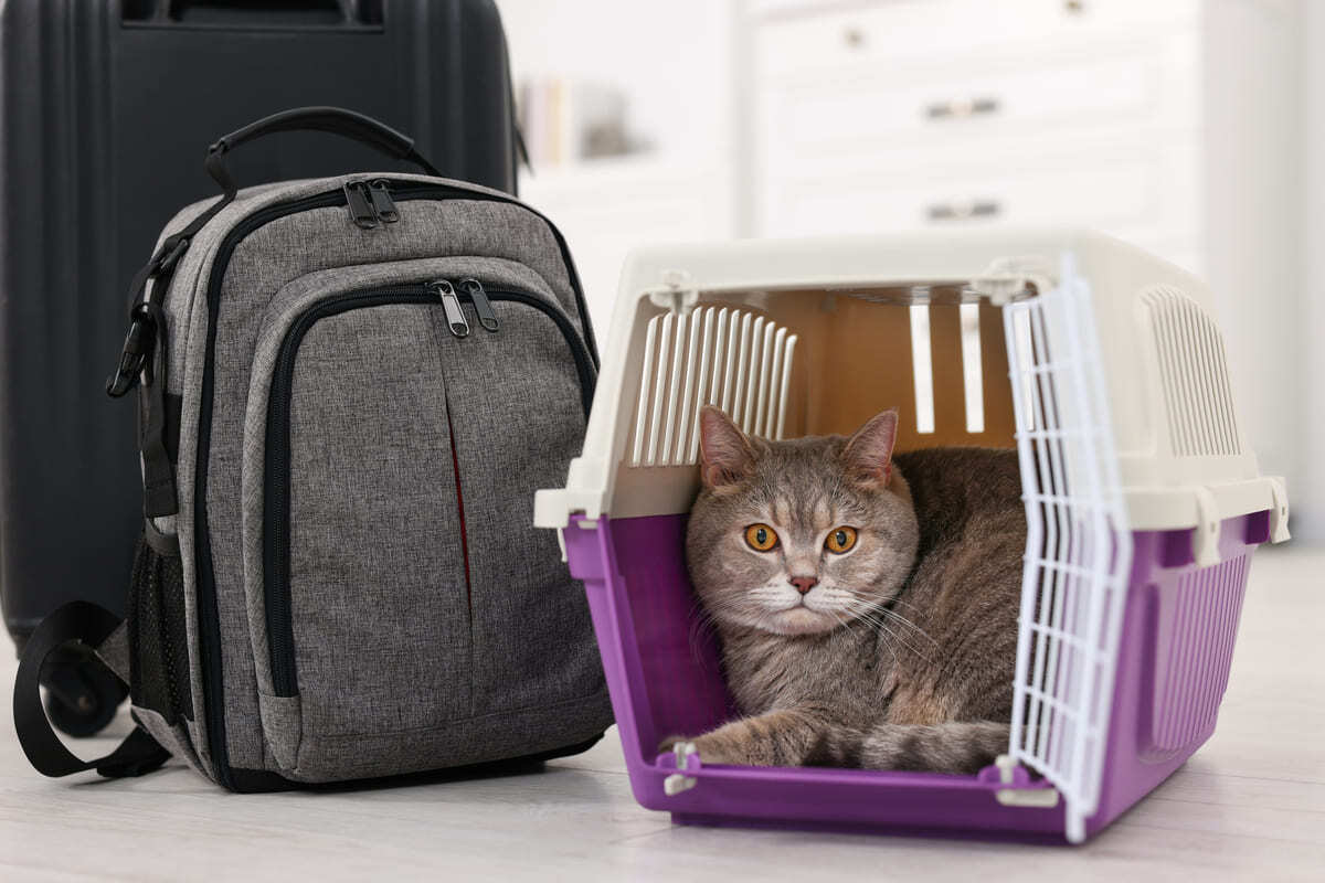 seyahat için taşıma kafesinde bekleyen kedi