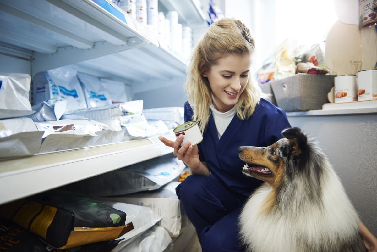 Veteriner teknisyeni köpek için konserve mama seçerken – tedavi ve beslenme desteği planlaması