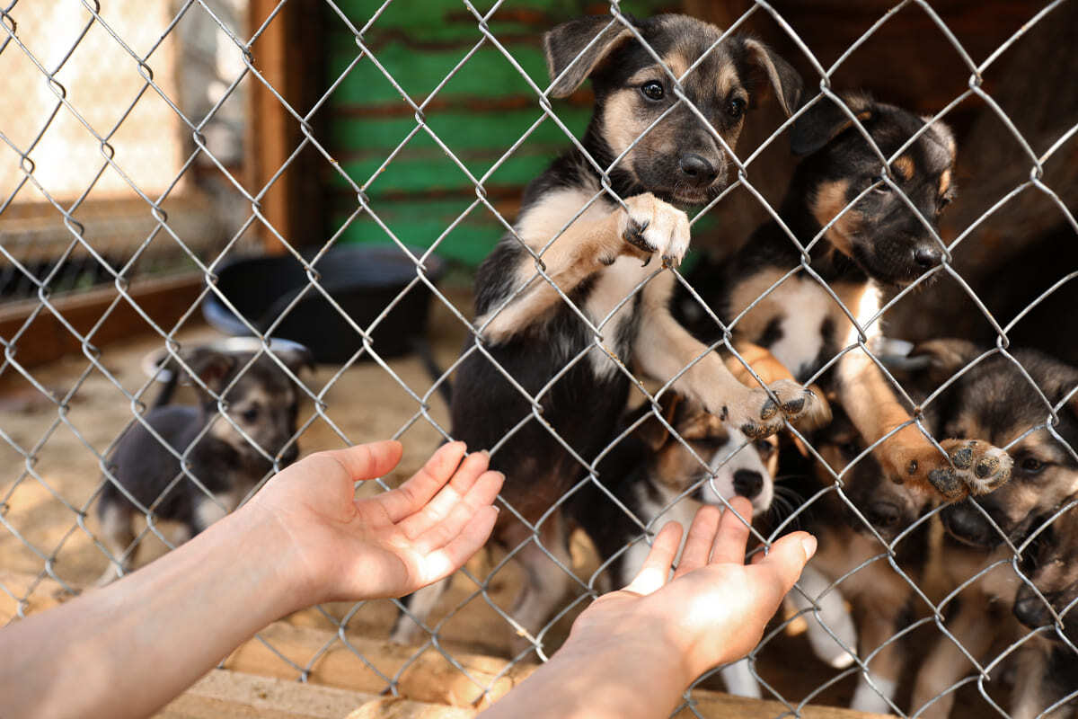 Barınak kafesindeki yavru köpekler insan eline uzanıyor – sokak ve barınak hayvanlarında kilo kaybı