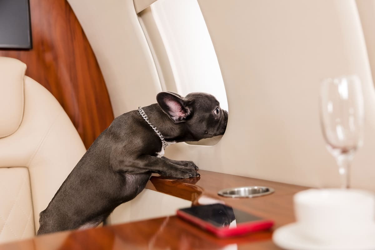 uçak penceresinden dışarı bakan yavru köpek