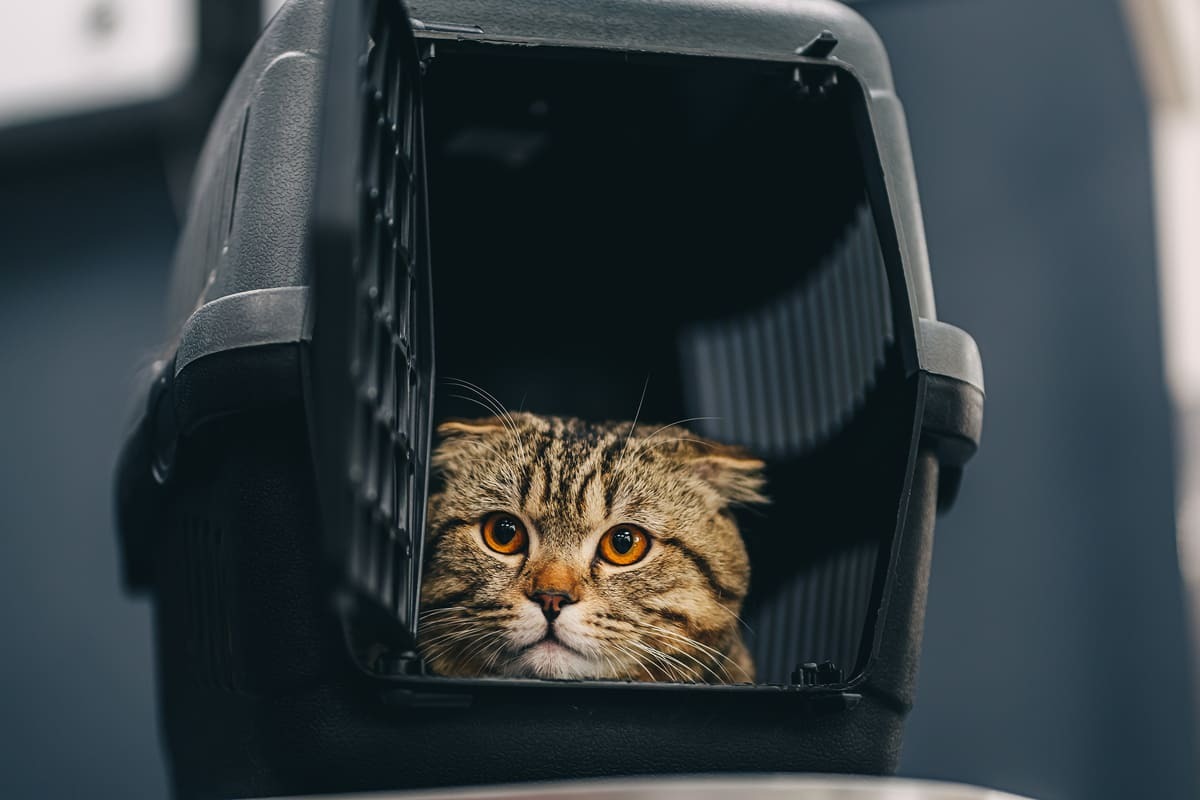 kafesinde duran tekir kedi