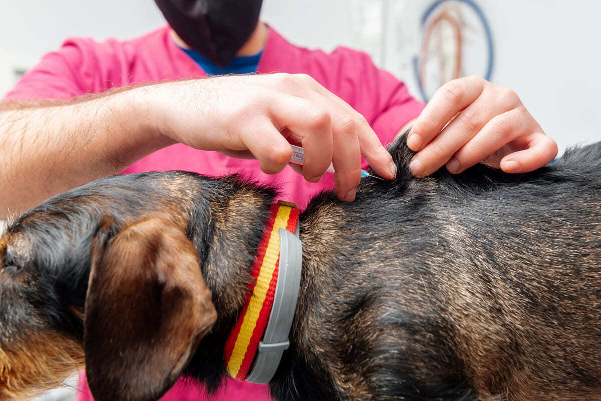 Veteriner hekim köpeğe aşı ya da enjeksiyon uyguluyor – kilo kaybında teşhis süreci
