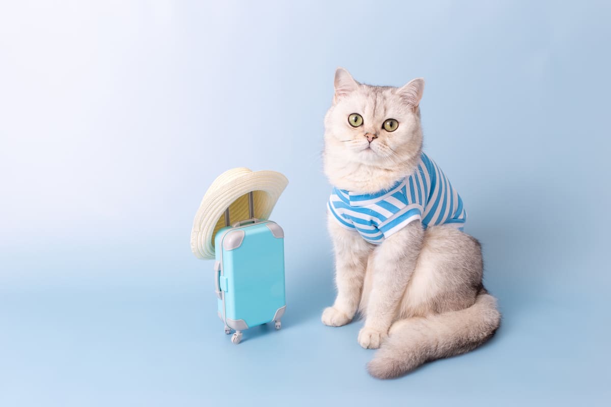 oyuncak valizle poz veren kedi