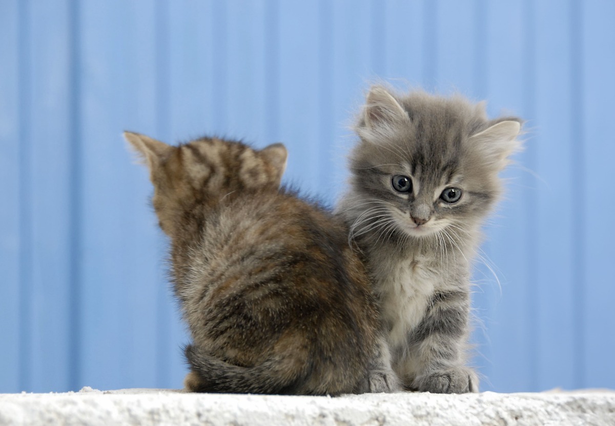 Yavru-Kedi-Beslenmesiyle-İlgili-Yaygın-Yanlış-İnanışlar.jpg