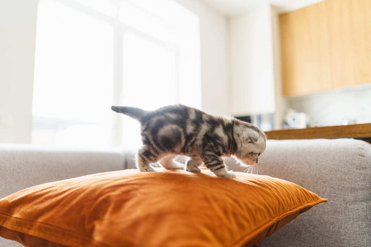 kırlent üzerinde gezinen yavru kedi