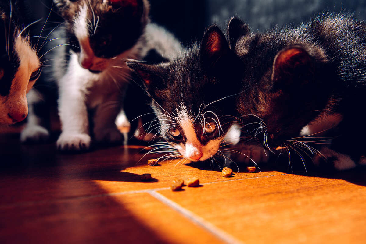 yere dökülmüş kedi mamasını yiyen yavru kediler