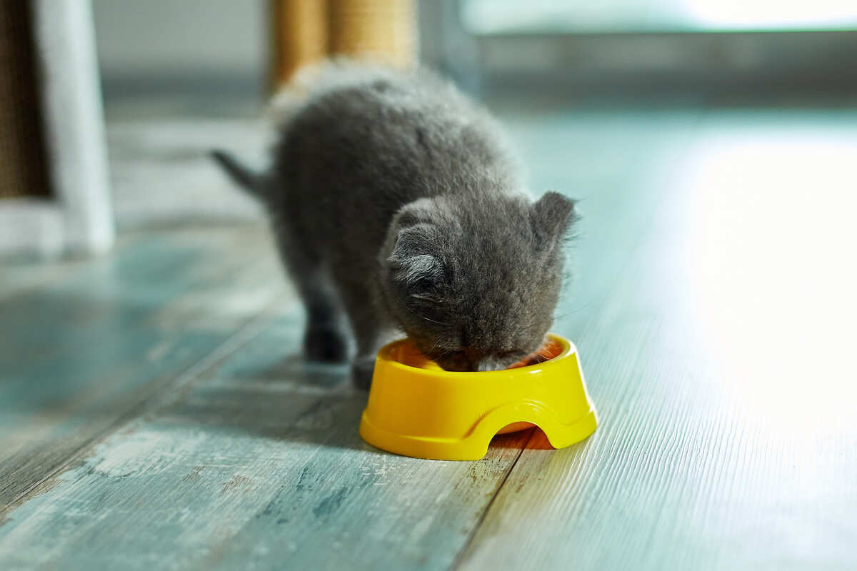 mama kabından mama yiyen yavru kedi