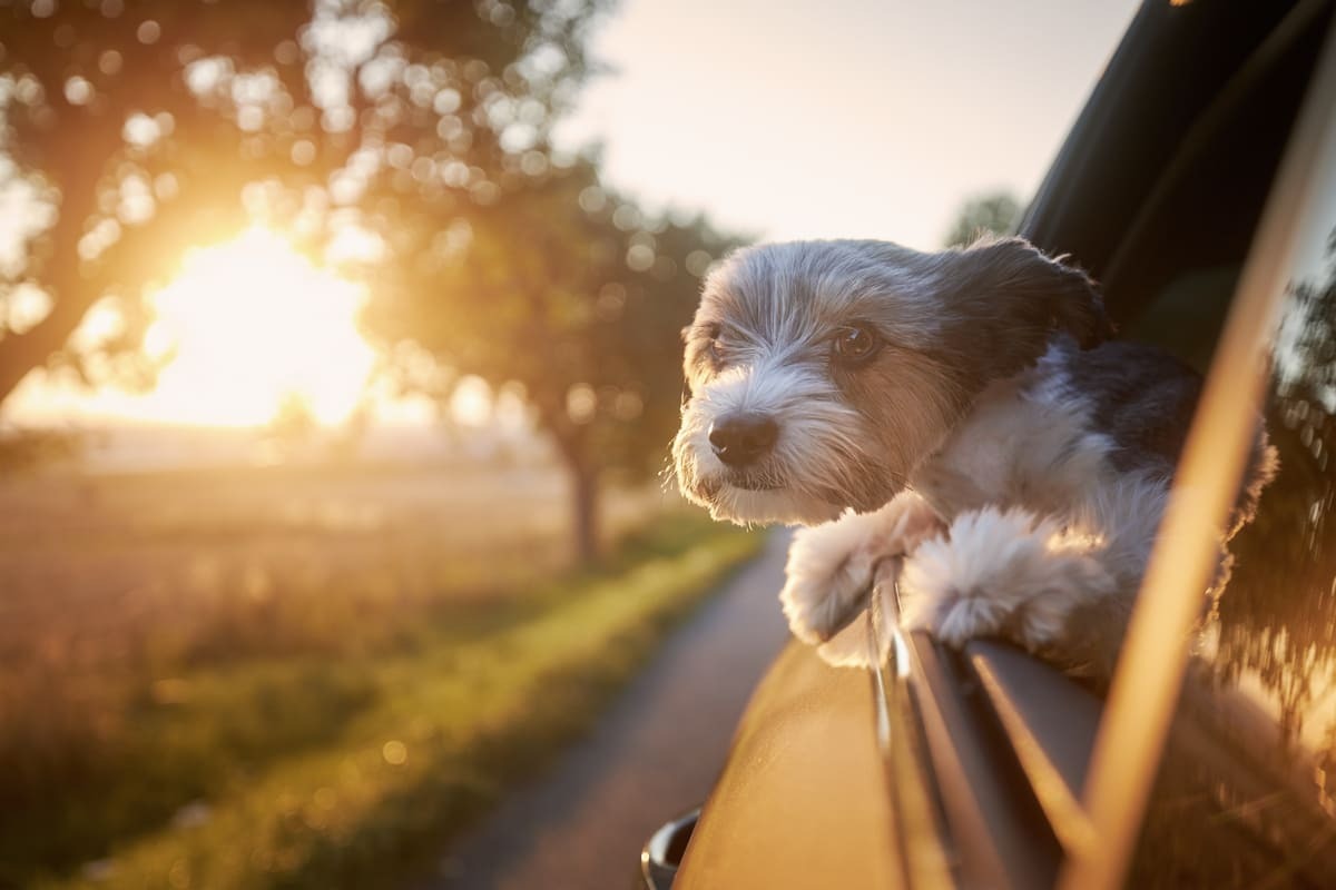 yavru köpekle araba yolculuğu