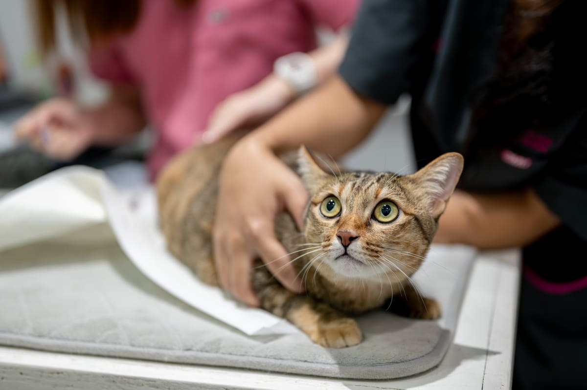 operasyona hazırlanan yetişkin kedi