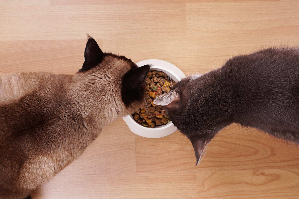 Yavru ve yetişkin kedi maması arasındaki besin farkları