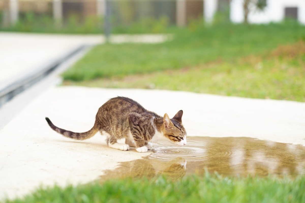 sokaktaki su birikintisinden su içen kedi