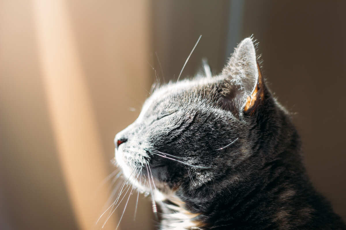 pencereden gelen gün ışığına bakan kedi