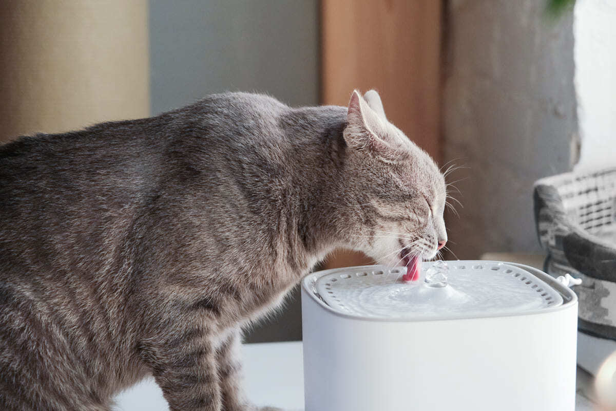 su pınarından su içen kedi
