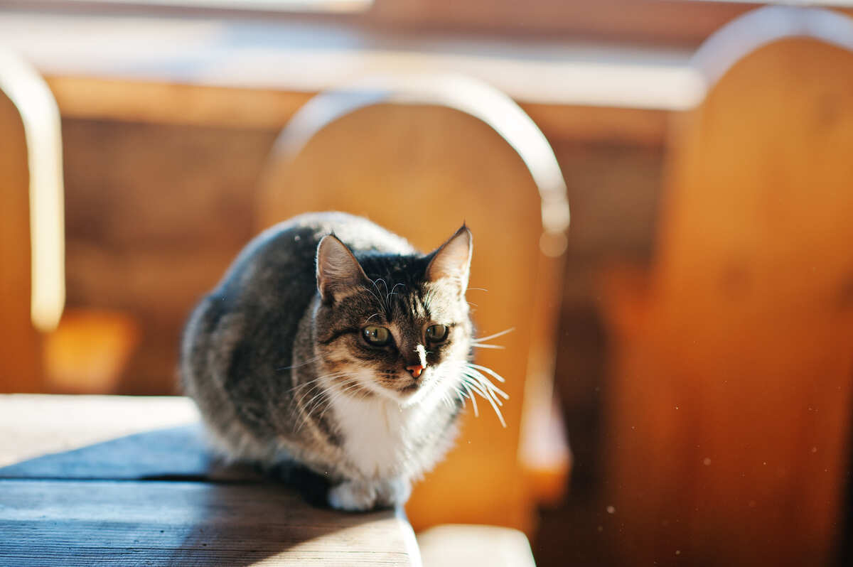 masada oturan tekir kedi