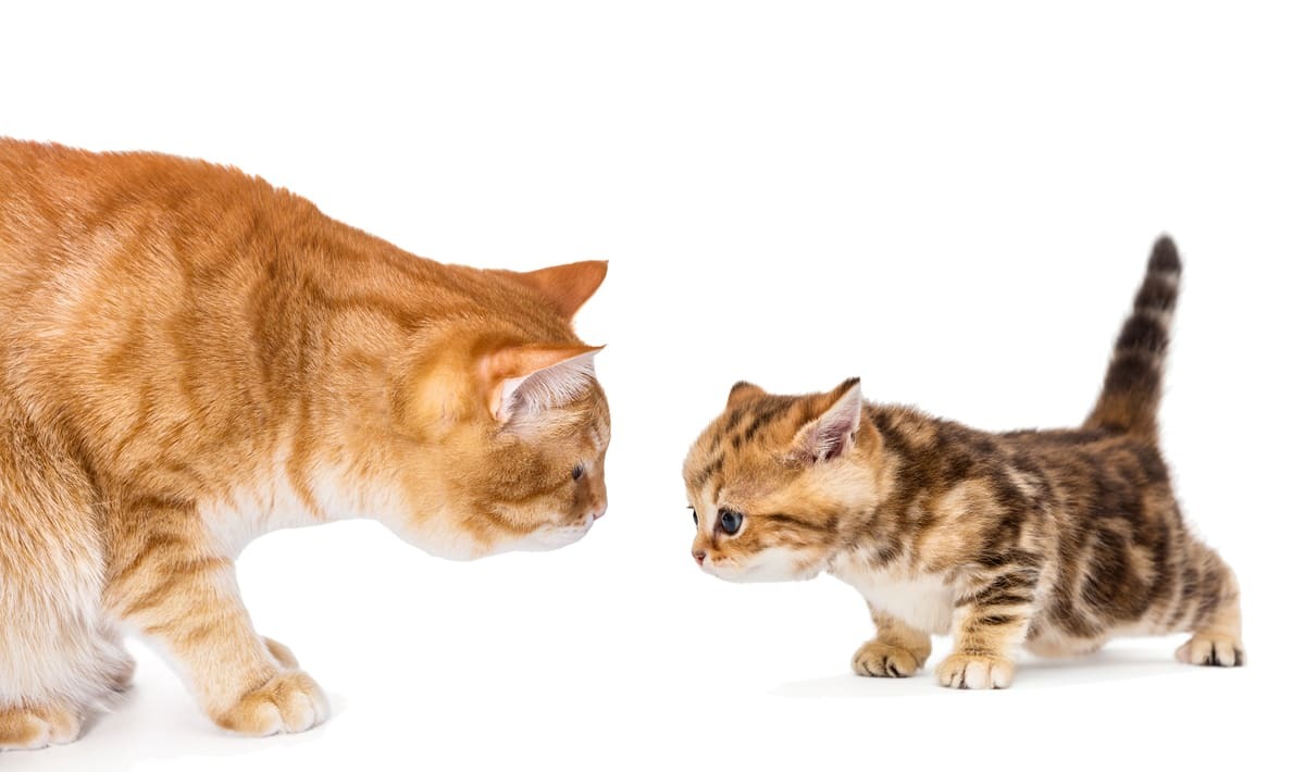 Yetişkin turuncu kedi ve tekir yavru kedi karşı karşıya – yaşa göre kilo kaybı nedenleri