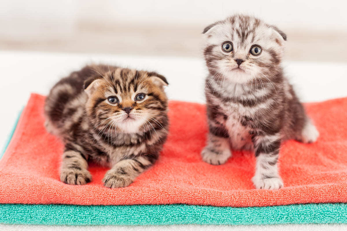 yavru Scottish fold kediler