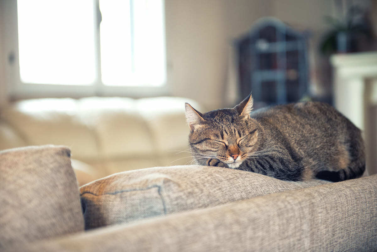 koltukta yatan yetişkin kedi