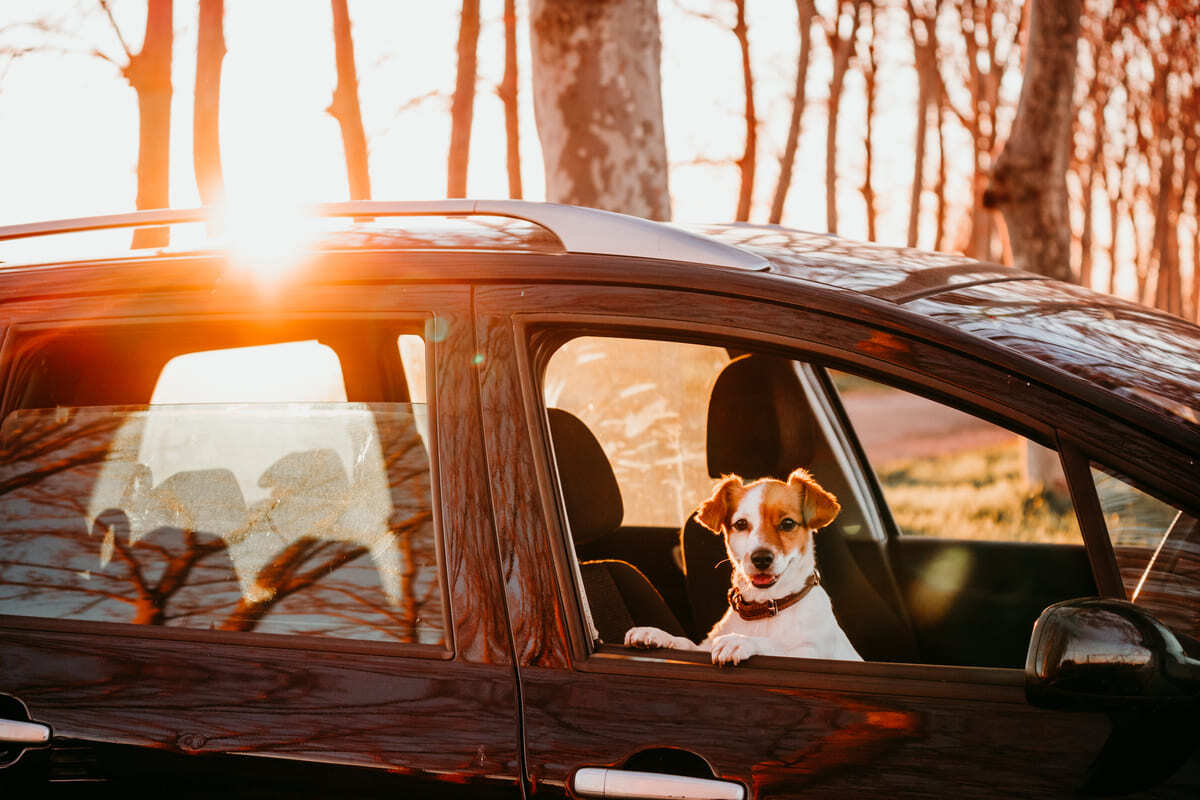 Motor kapalı, kapı açık arabaya kendi isteğiyle    giren/merakla bakan köpek - köpeği arabaya alıştırma kademeli eğitim