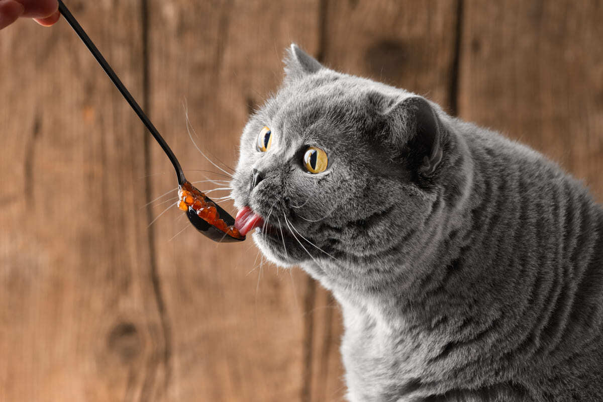 kaşıktan ödül maması yiyen kedi