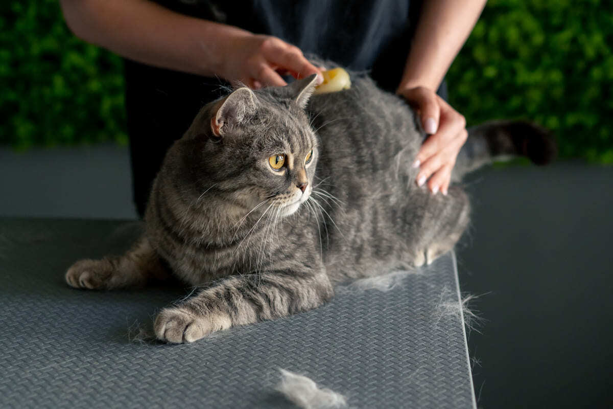 taranan kedi