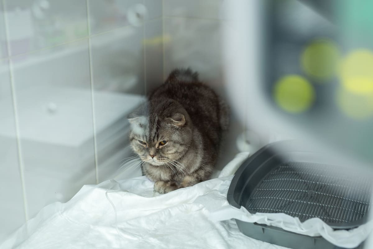 İştahsız görünen gri tüylü kedi klinikte bakım kuvözünde oturuyor – iştahsızlık ve kilo kaybı
