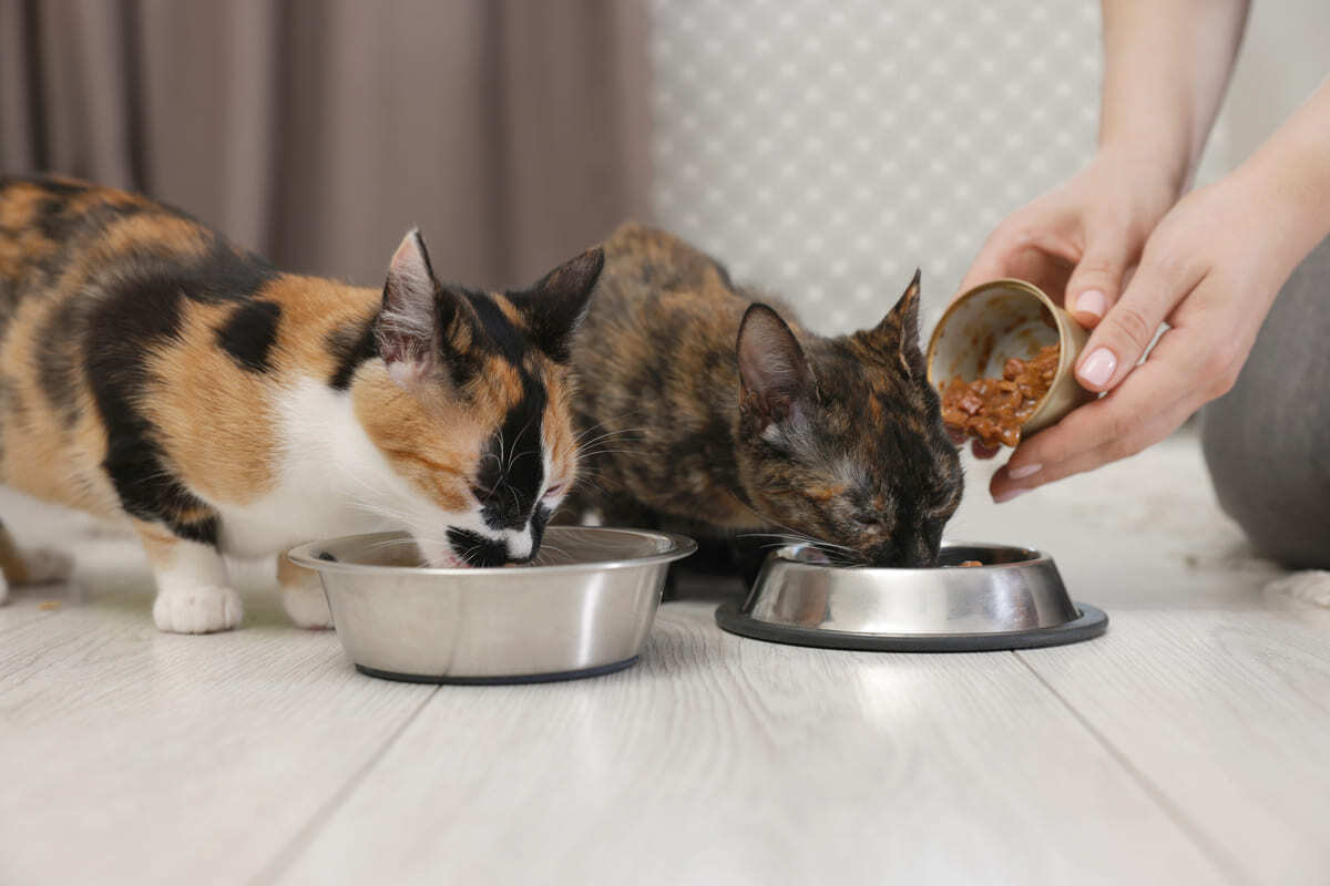 İki kedi mama kabından yemek yerken – iştahı yerinde olduğu halde kilo kaybı