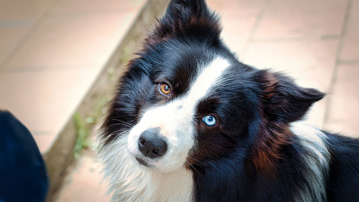 border-collie.jpg