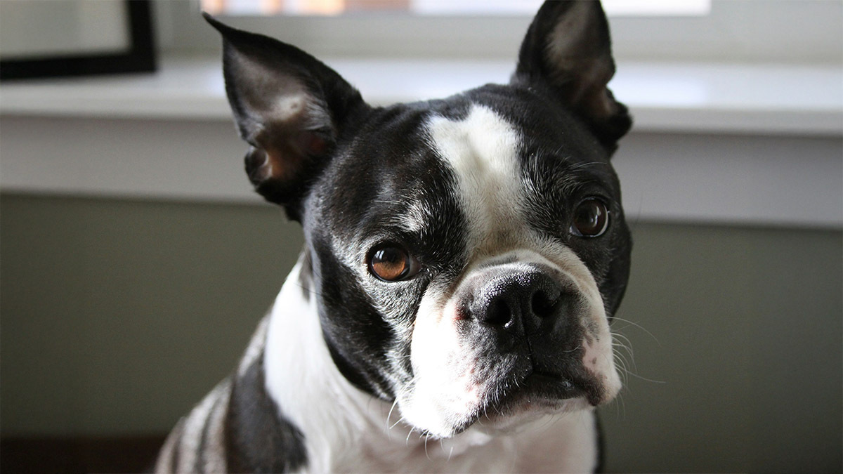 boston-terrier.jpg
