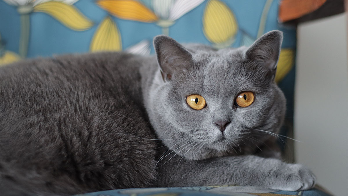 british--shorthair.jpg