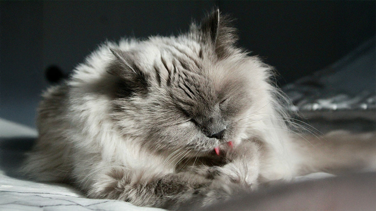 british-longhair-bakimi.jpg