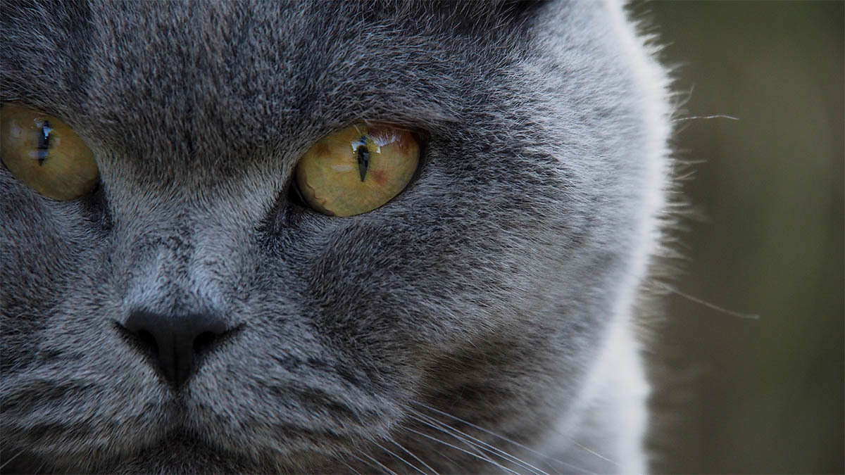 british-longhair-kedi-ozellikleri.jpg