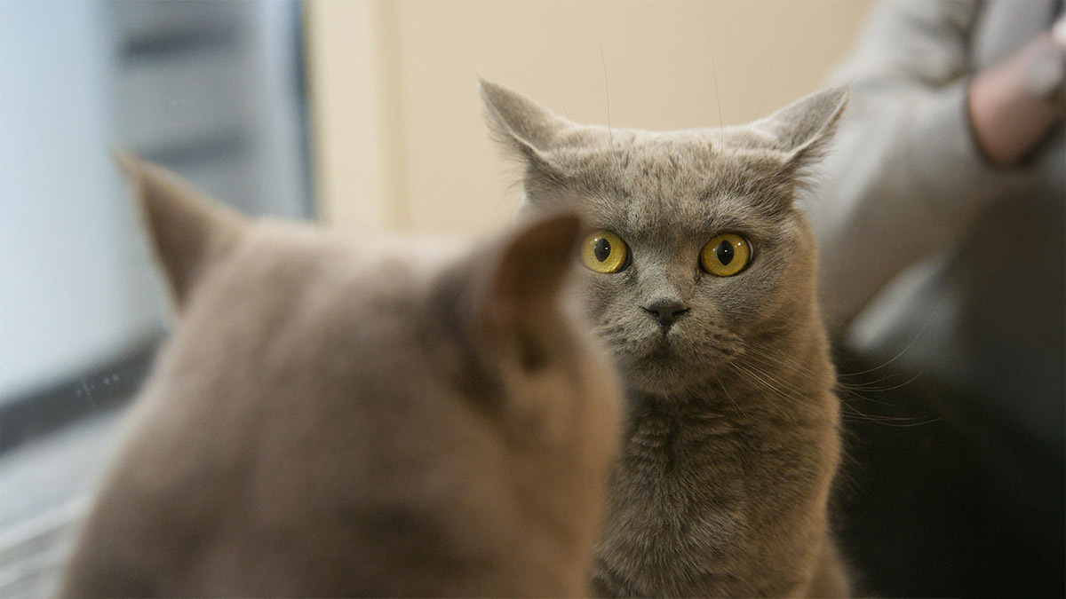 british-shorthair-davranis-ozellikleri.jpg