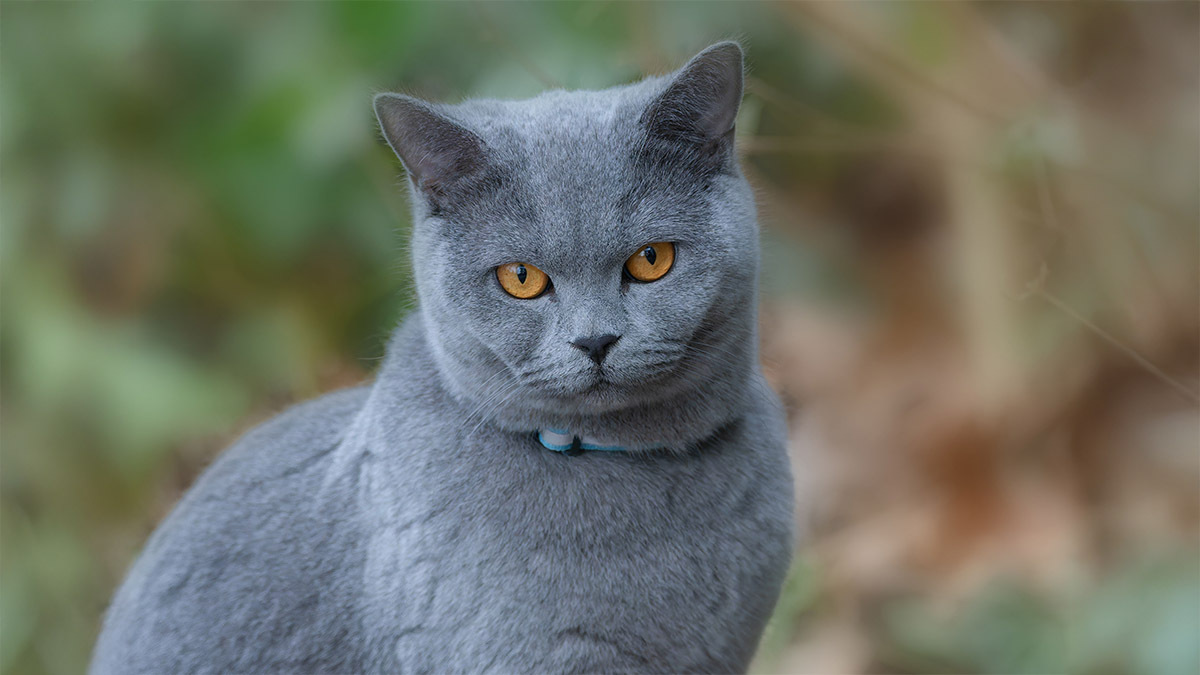 british-shorthair-kediler-kac-yil-yasar-1786819381.jpg