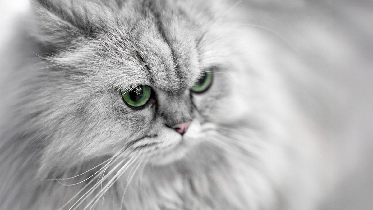 buyuleyici-guzellik-chinchilla-kedi-ozellikleri-ve-fiziksel-yapisi.jpg