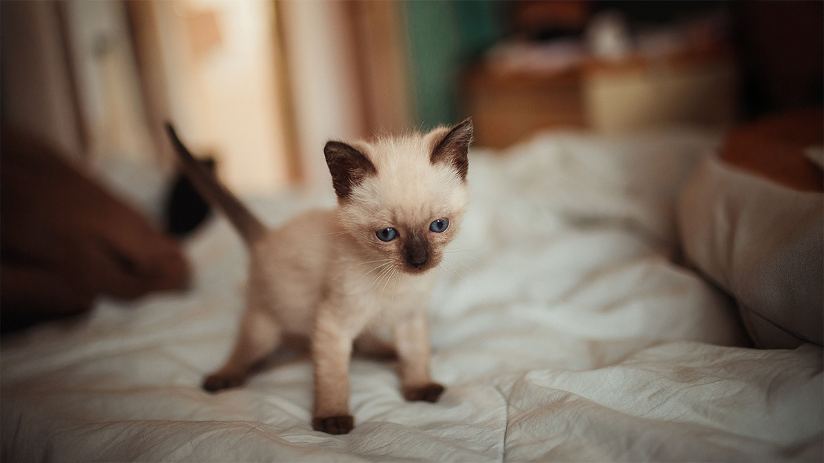 buyumeyen-yavru-kedi-cinsleri.jpg