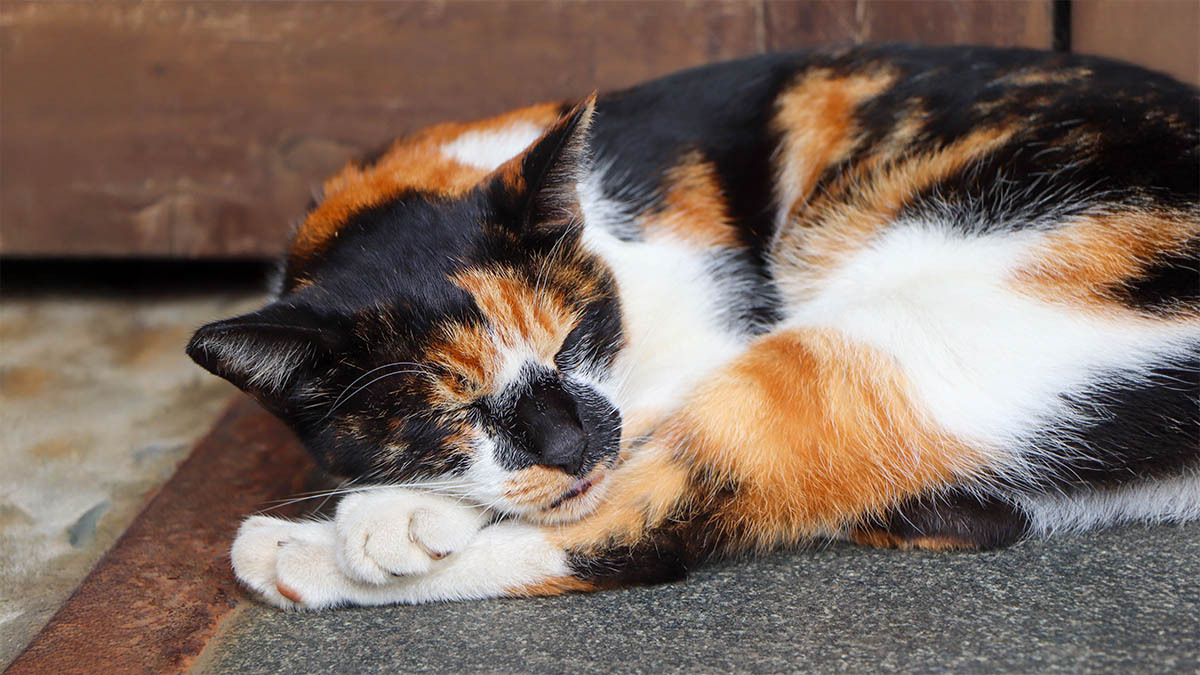 calico-kedi-ozellikleri.jpg