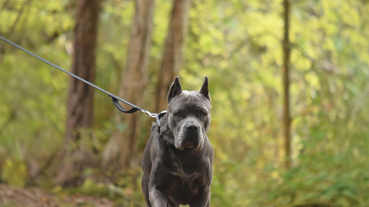 cane-corso-italiano-kopek-irki-bakimi.jpg