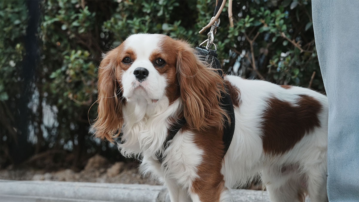 cavalier-king-charles-1.jpg