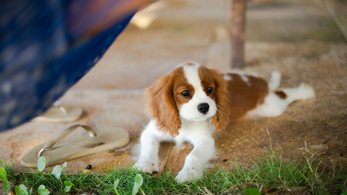 cavalier-king-charles-spaniel.jpg