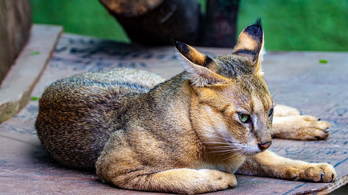 chausie.jpg